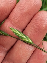 Bromus catharticus