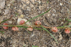 Tersonia cyathiflora