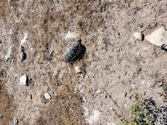 Chersina angulata