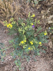 Potentilla chinensis