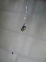 Cyclosa argenteoalba