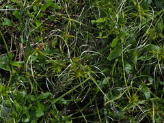 Clematis microphylla