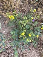 Potentilla chinensis