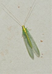 Apertochrysa edwardsi