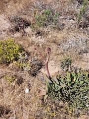 Aloe distans