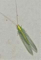 Apertochrysa edwardsi