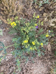 Potentilla chinensis