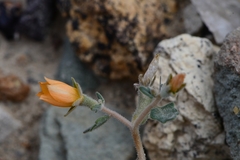 Mentzelia oligosperma