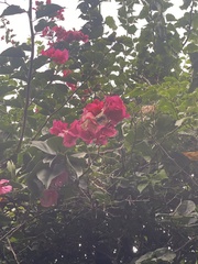 Bougainvillea