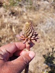 Aloe distans