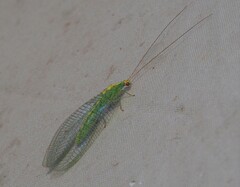 Apertochrysa edwardsi