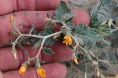 Mentzelia oligosperma