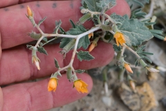 Mentzelia oligosperma