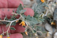 Mentzelia oligosperma