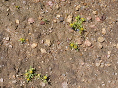 Triptilodiscus pygmaeus