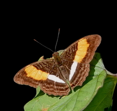 Adelpha cocala lorzae