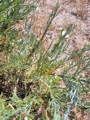 Magnoliopsida