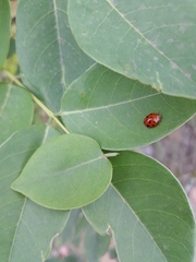 Coccinellidae