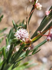 Magnoliopsida
