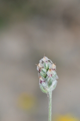 Plantago ovata