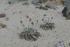 Plantago ovata