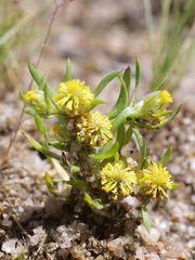 Triptilodiscus pygmaeus