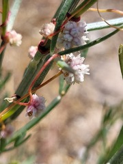 Magnoliopsida