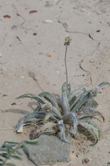 Plantago ovata