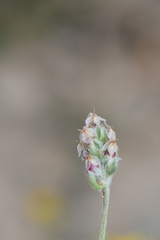 Plantago ovata