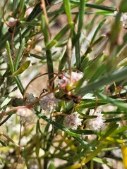 Magnoliopsida