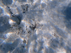 Valenciennea longipinnis