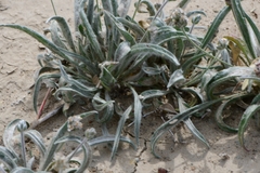 Plantago ovata