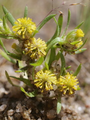 Triptilodiscus pygmaeus