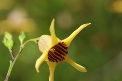 Anthocercis ilicifolia