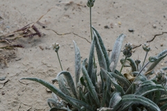 Plantago ovata