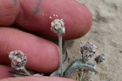 Plantago ovata