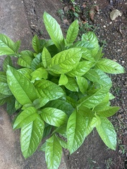 Persea americana