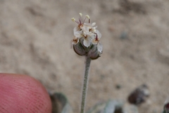 Plantago ovata