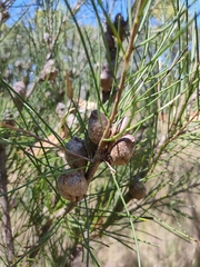 Hakea actites