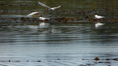 Sterna hirundinacea