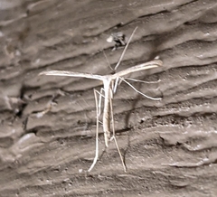 Emmelina monodactyla