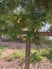 Astianthus viminalis