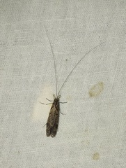 Triplectidinae