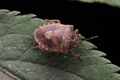 Dendrocoris humeralis