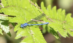 Argia medullaris