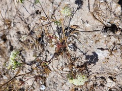 Apiaceae
