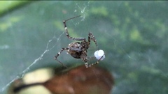 Neoscona orizabensis