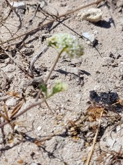 Apiaceae