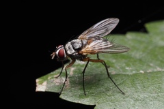 Cholomyia