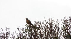 Turdus falcklandii
